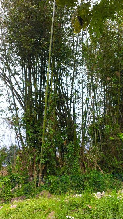 Kinabalu Poring Vacation Lodge Kampung Poring Zewnętrze zdjęcie